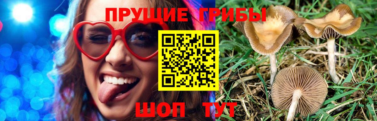 Псилоцибиновые грибы Cubensis  Вход с VPN  Можга 